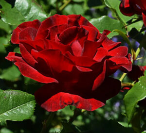 Rosa "Dame de Coeur"