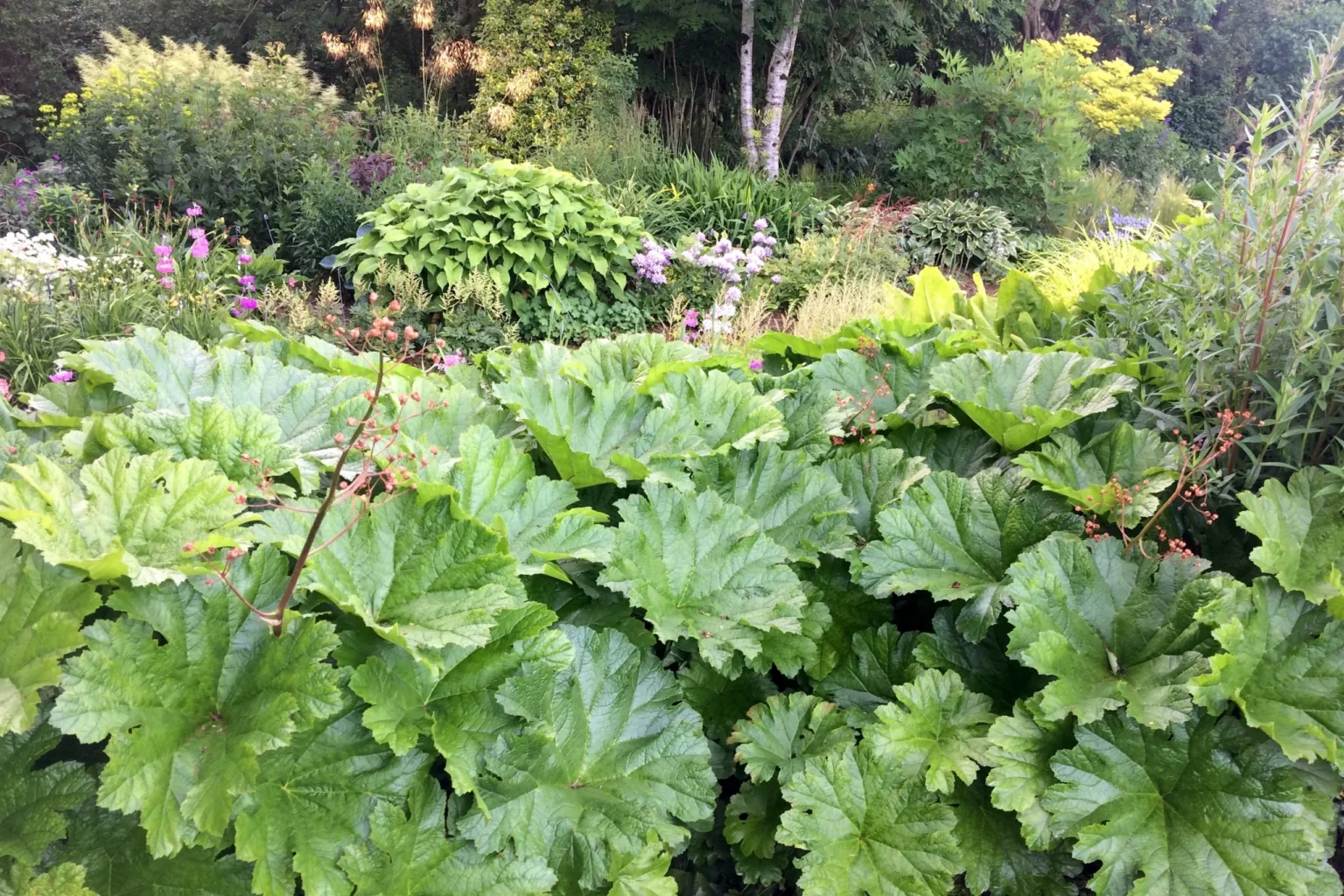 Darmera peltata