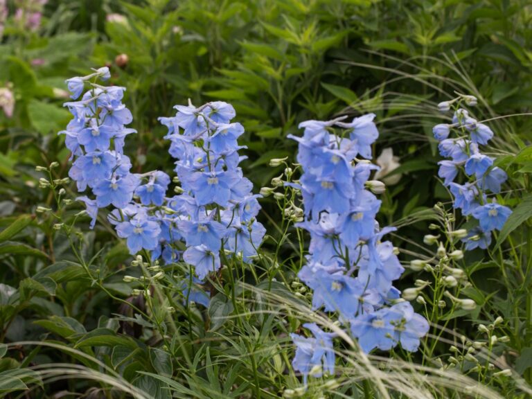 Delphinium "Ballkleid"