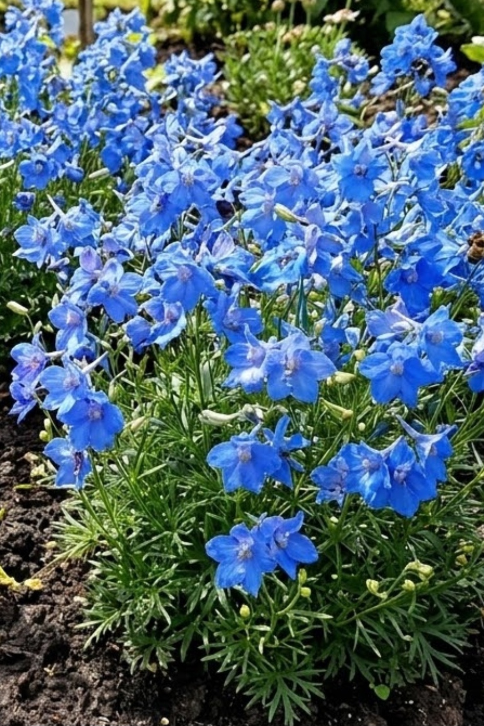 Delphinium grandiflorum