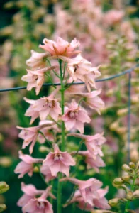 Delphinium ruysii "Pink Sensation"