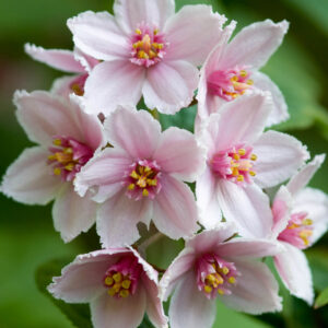 Deutzia hybrida "Mont Rose"