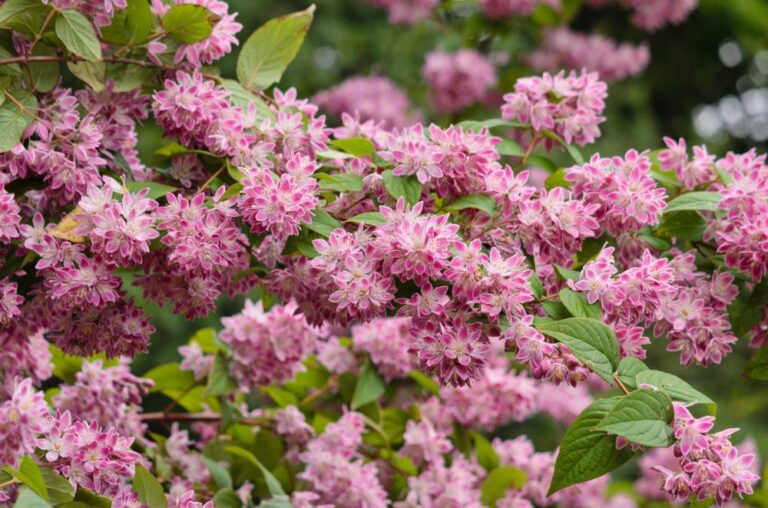 Deutzia hybrida "Strawberry Fields"