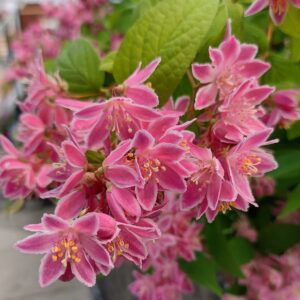 Deutzia hybrida "Tourbillon Rouge"