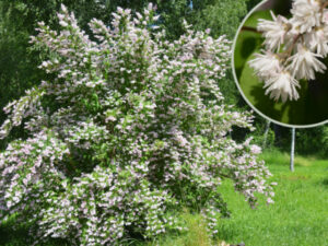 Deutzia scarba "Plena"