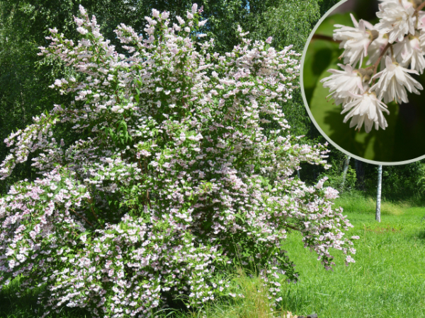 Deutzia scarba "Plena"