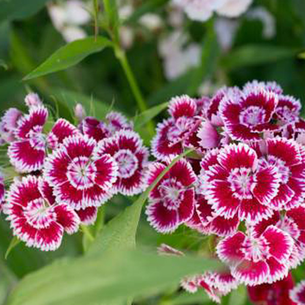 Dianthus barbatus "Nanus"