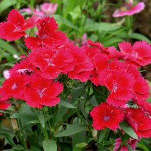 Dianthus gratianopolitanus "Badenia"