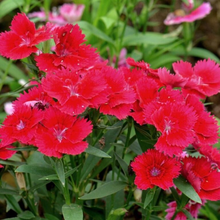 Dianthus gratianopolitanus "Badenia"