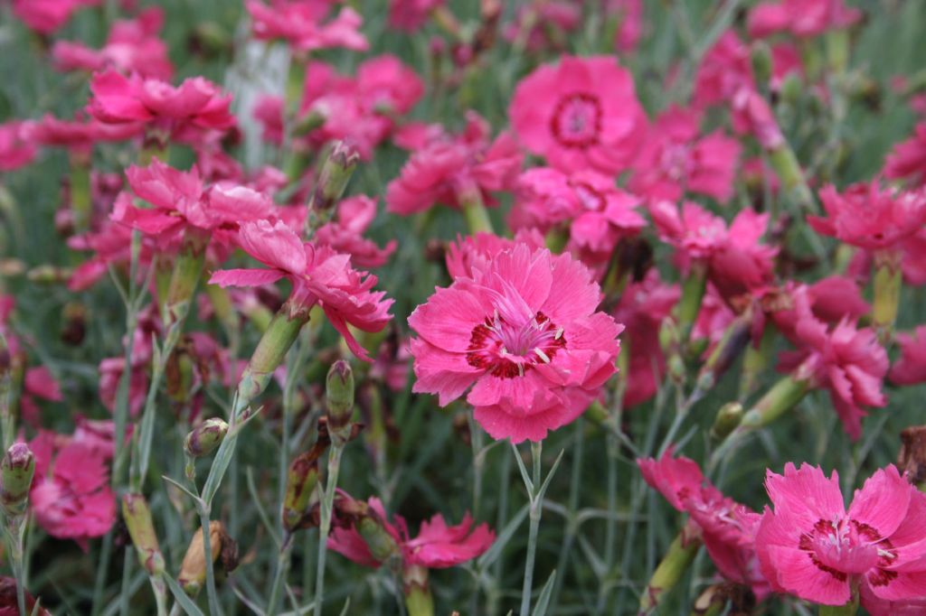 Dianthus gratianopolitanus "Rotkäppchen"
