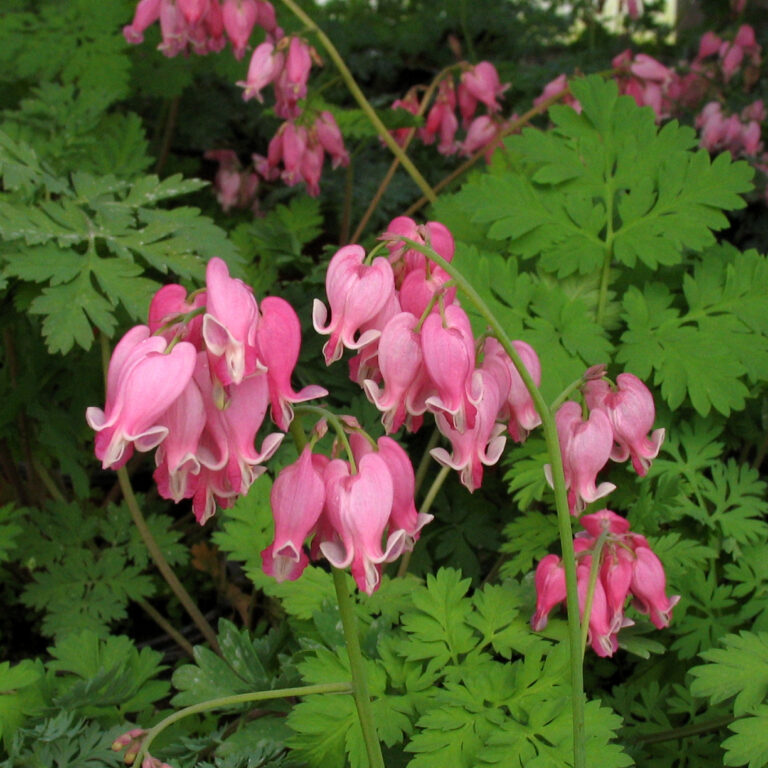 Dicentra formosa "Luxuriant"