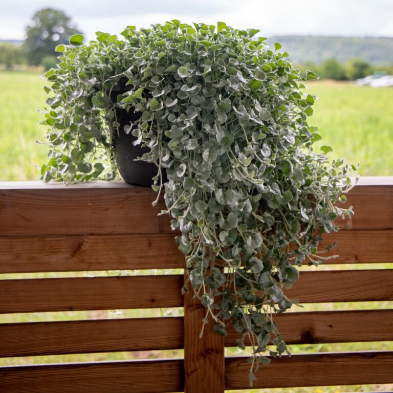 Dichondra argentea "Silver Surfer"