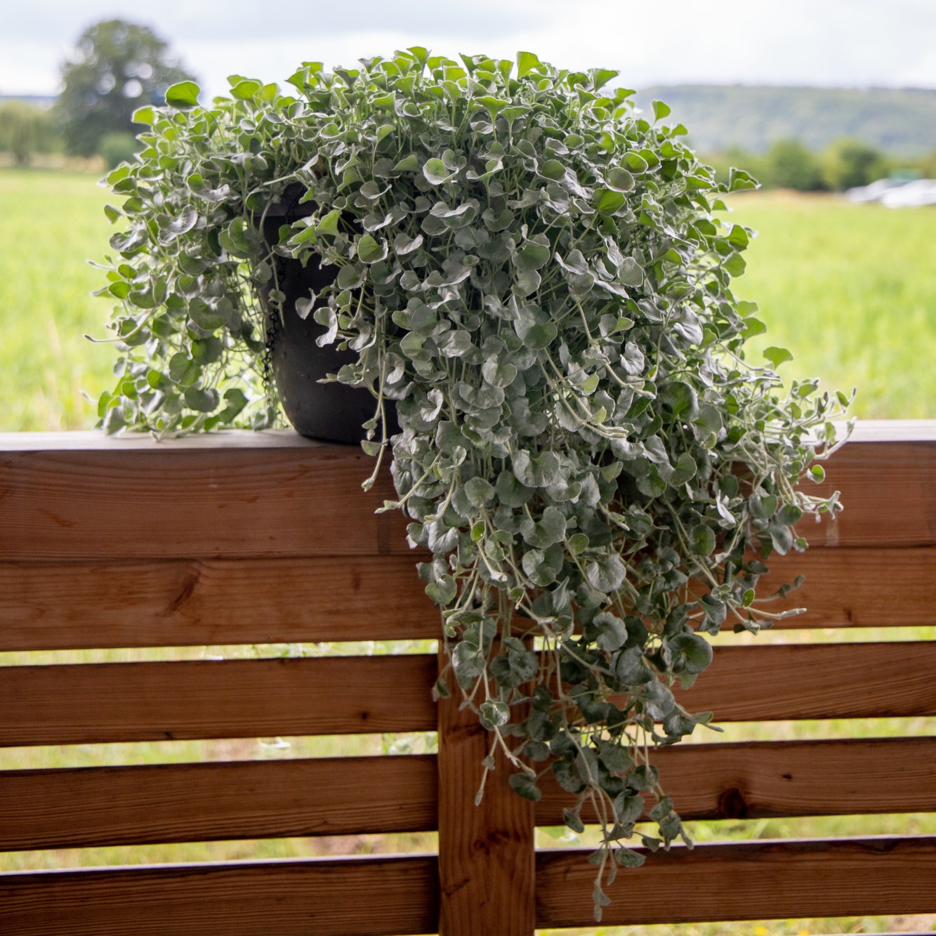 Dichondra argentea "Silver Surfer"