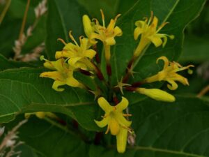 Diervilla sessilifolia