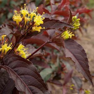 Diervilla splendens "Diva"