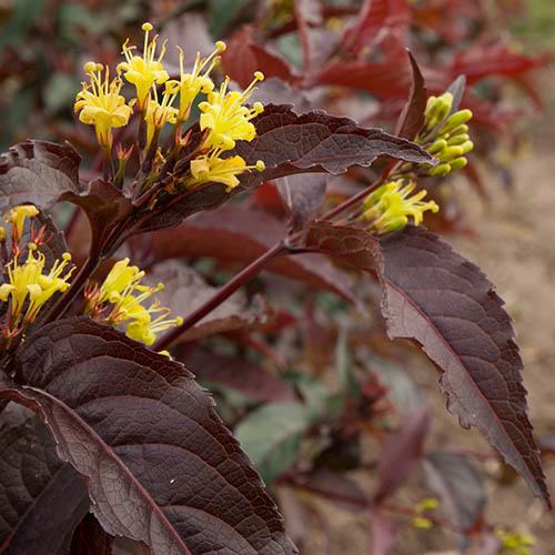 Diervilla splendens "Diva"