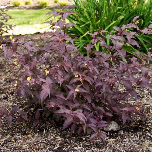 Диервилла великолепная "El Madrigal" (Diervilla × splendens)