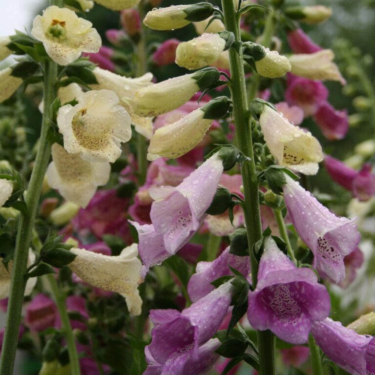 Digitalis purpurea "Foxy"