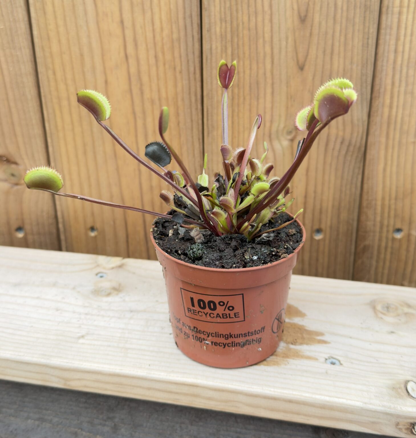 Dionaea muscipula "Maroon"