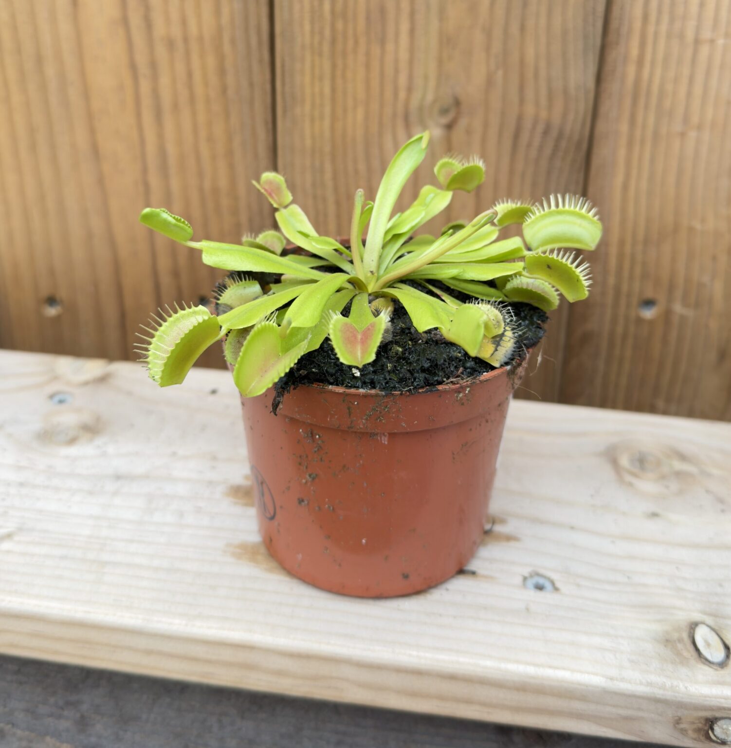 Veenuse kärbsepüüdja (Dionaea muscipula)