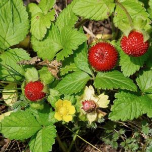 Duchesnea