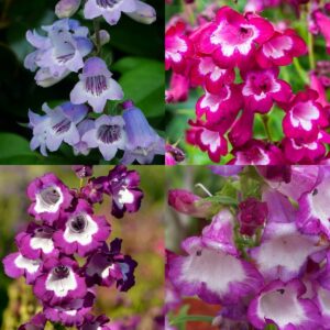 Penstemon hartwegii "Sensation Mixed" P9