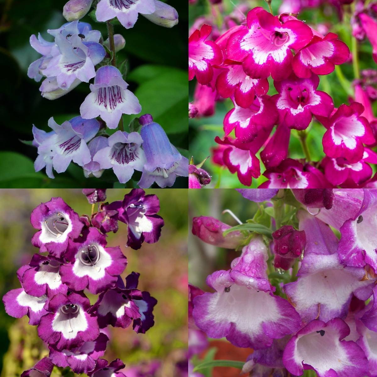 Penstemon hartwegii "Sensation Mixed" P9