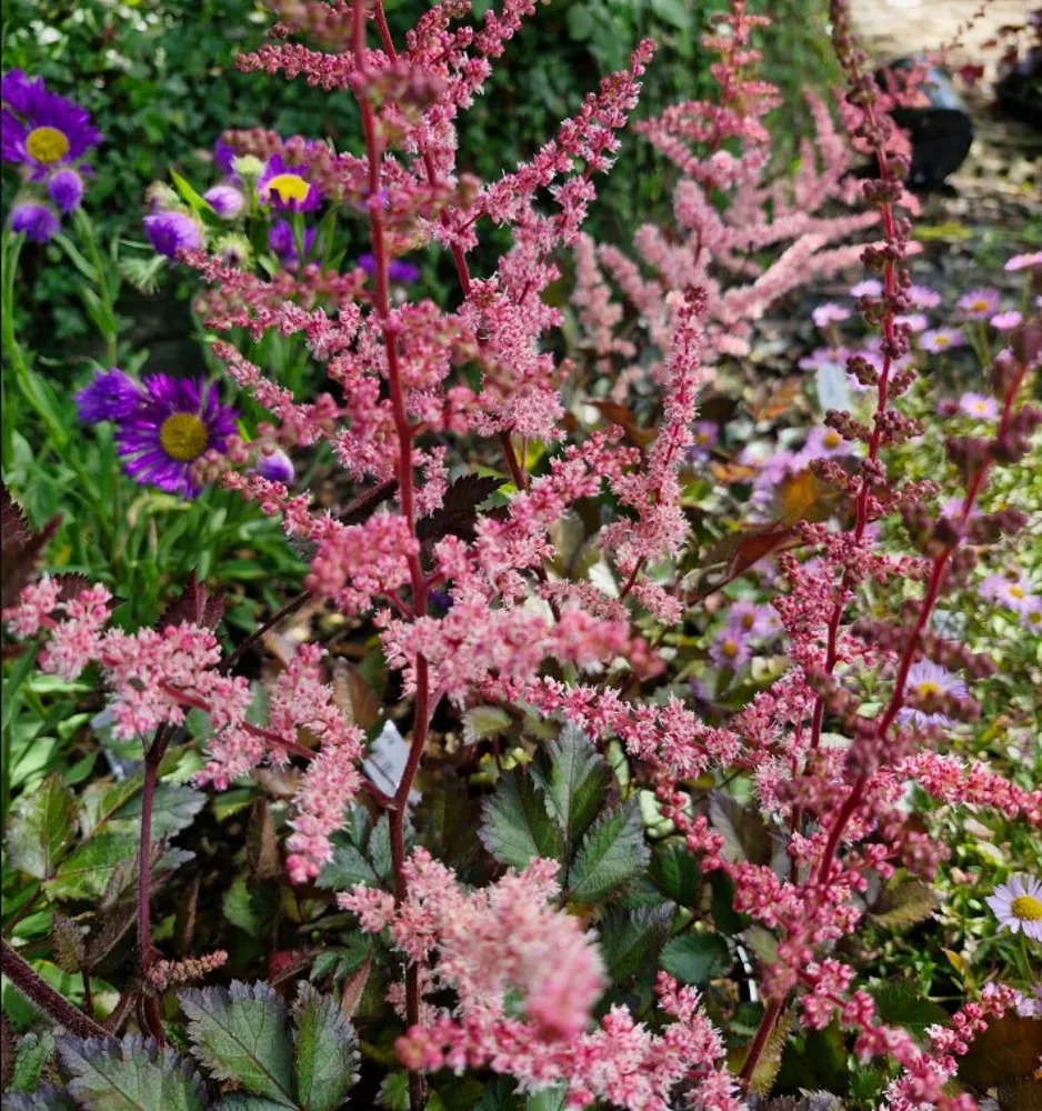Astilbe chinensis "Spotlight"