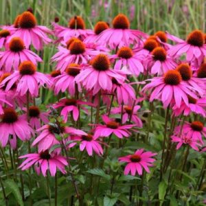 Echinacea "Bright Rose"