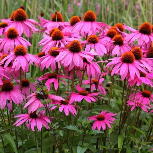 Echinacea "Bright Rose"