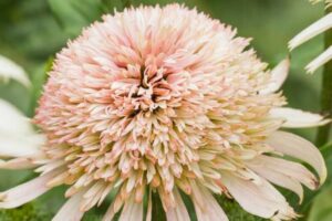 Echinacea "Cherry Fluff"