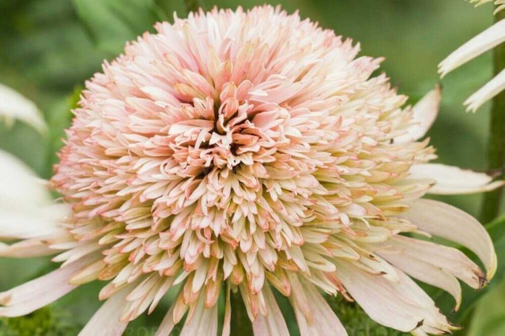 Echinacea "Cherry Fluff"