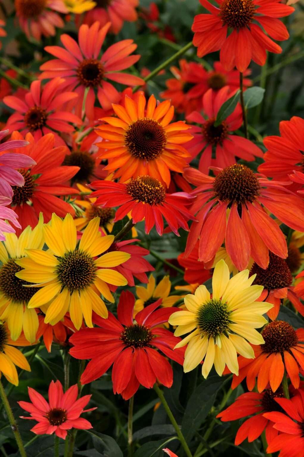 Echinacea "Cheyenne Spirit"