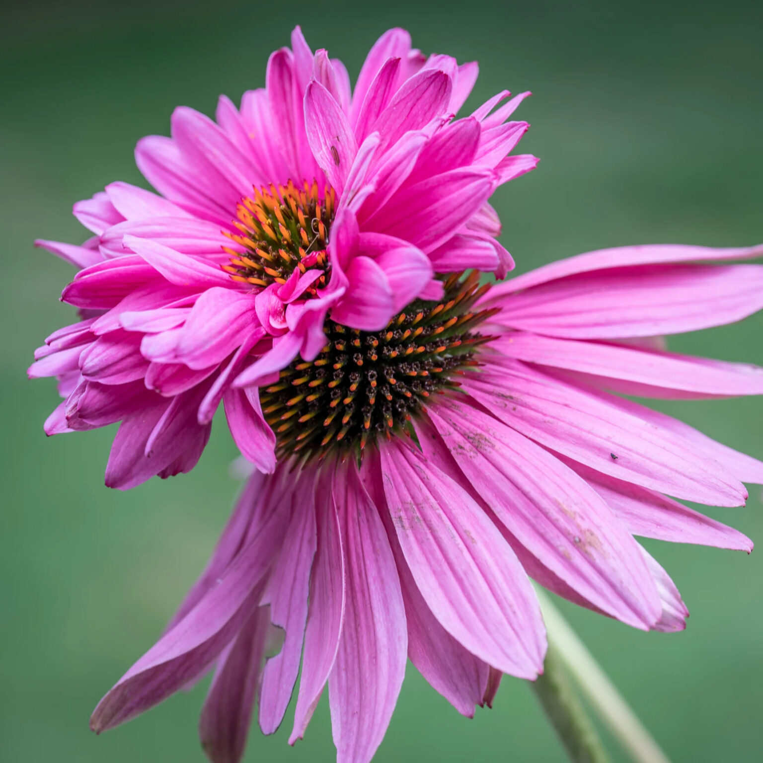 Echinacea purpurea "Double Decker"