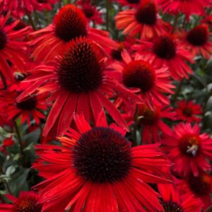 Echinacea "Fountain Red"
