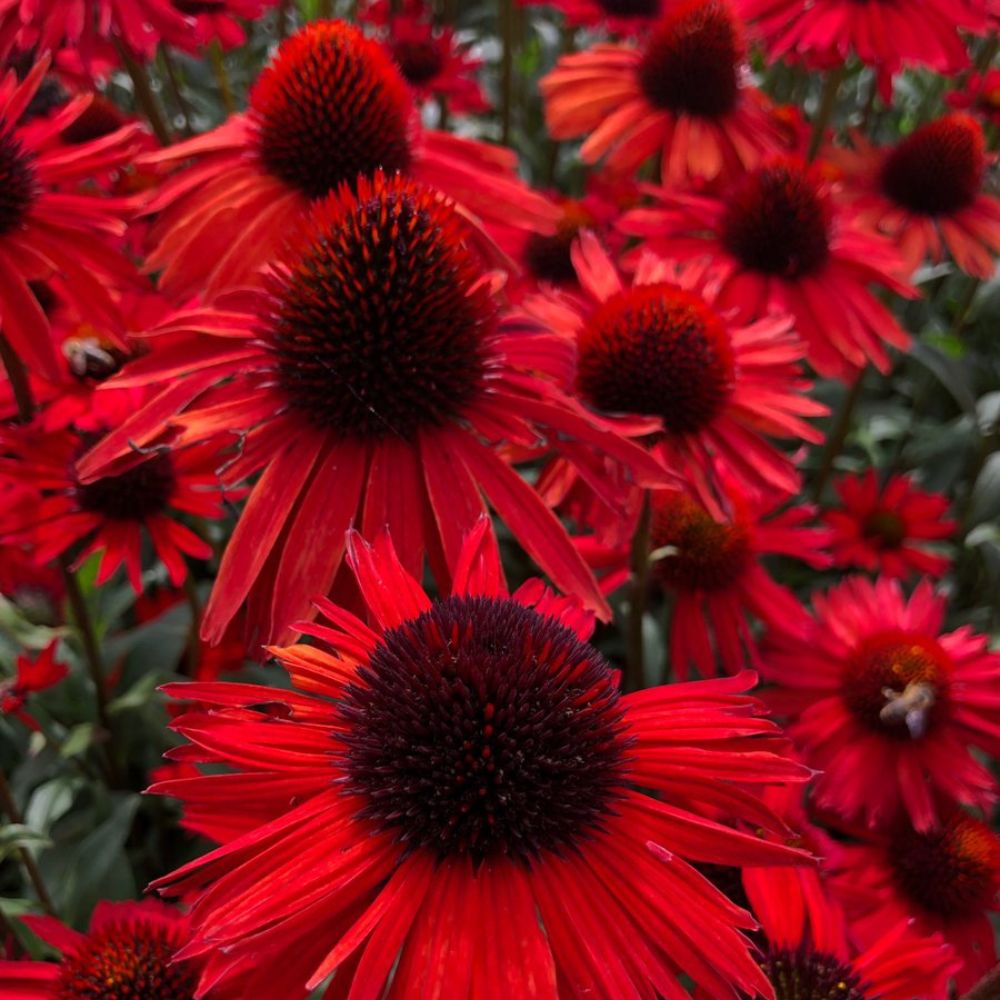 Echinacea "Fountain Red"