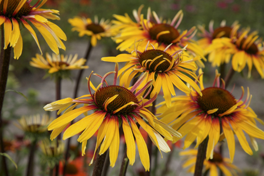 Echinacea "Funky Yellow"