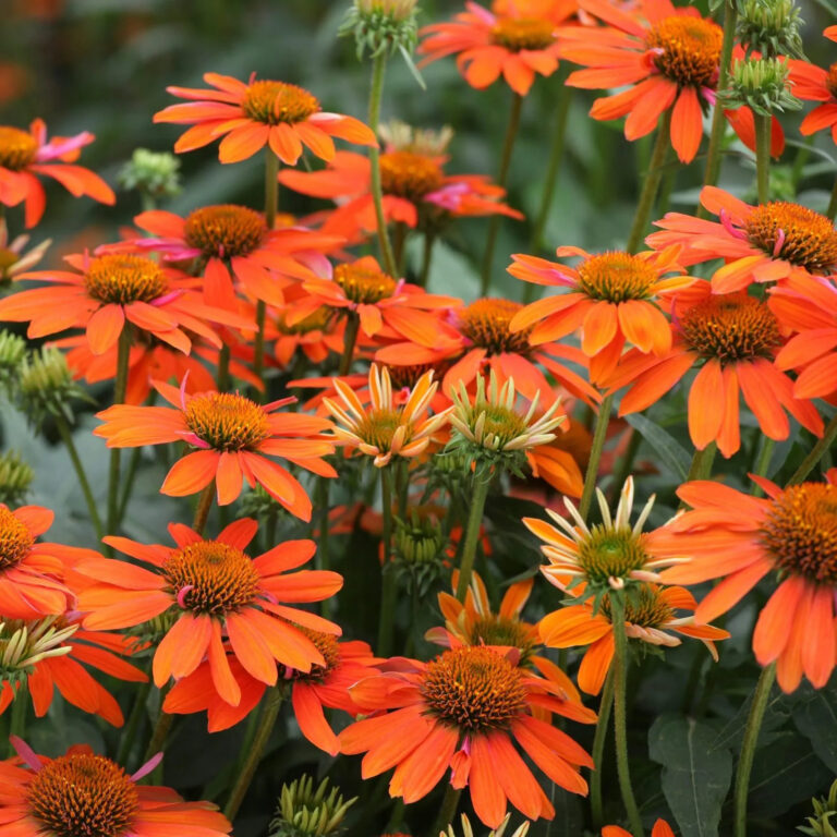 Echinacea "Lakota Orange"
