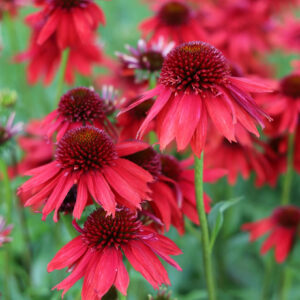 Echinacea purpurea "Lakota Red"