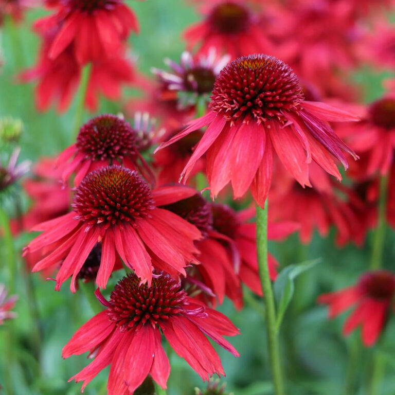 Echinacea purpurea "Lakota Red"