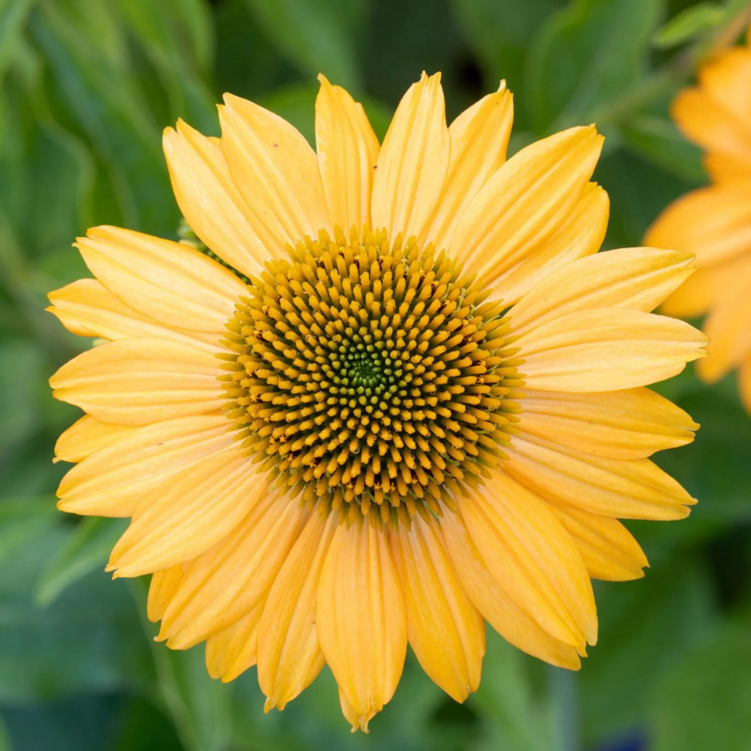 Echinacea "Lakota Yellow"