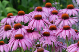 Echinacea "Magnus"