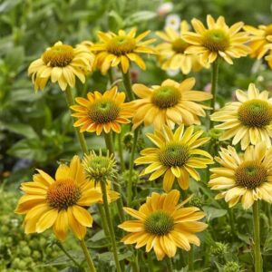Echinacea "Mellow Yellow"
