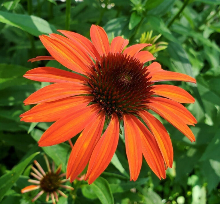 Echinacea purpurea "Orange Passion"