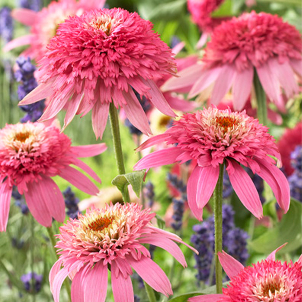 Echinacea "Pink Double Delight"
