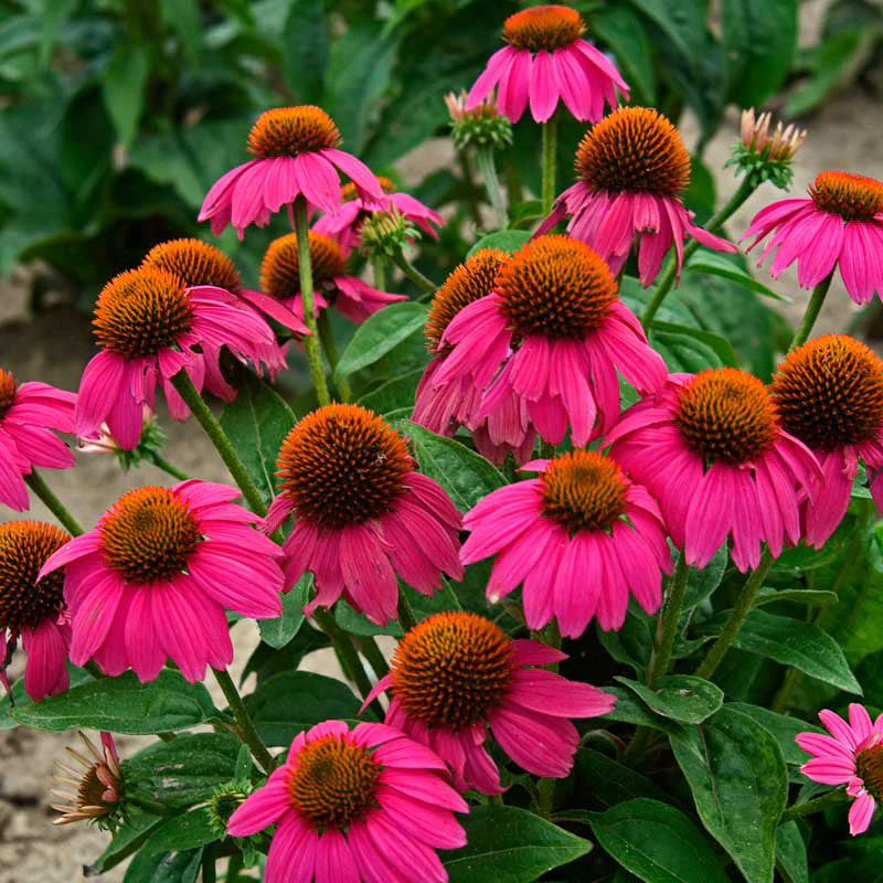 Echinacea "PowWow Wild Berry"