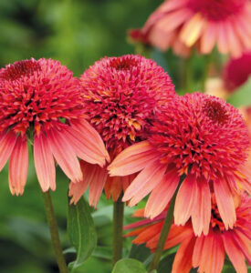 Echinacea "Raspberry Truffle"