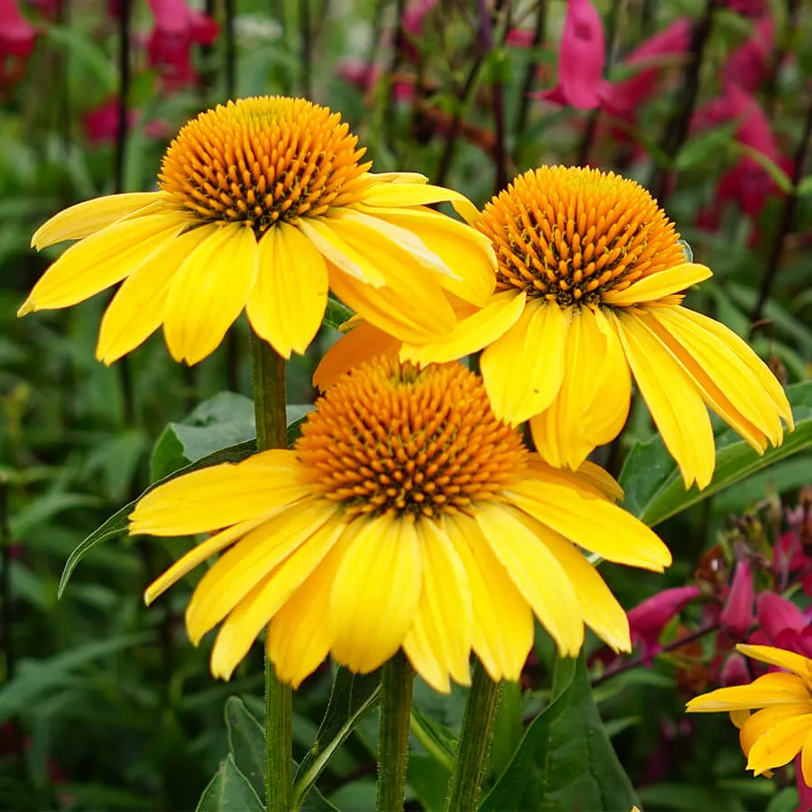 Echinacea "Sombrero Lemon Yellow Improved"