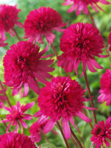 Echinacea "Southern Bells"