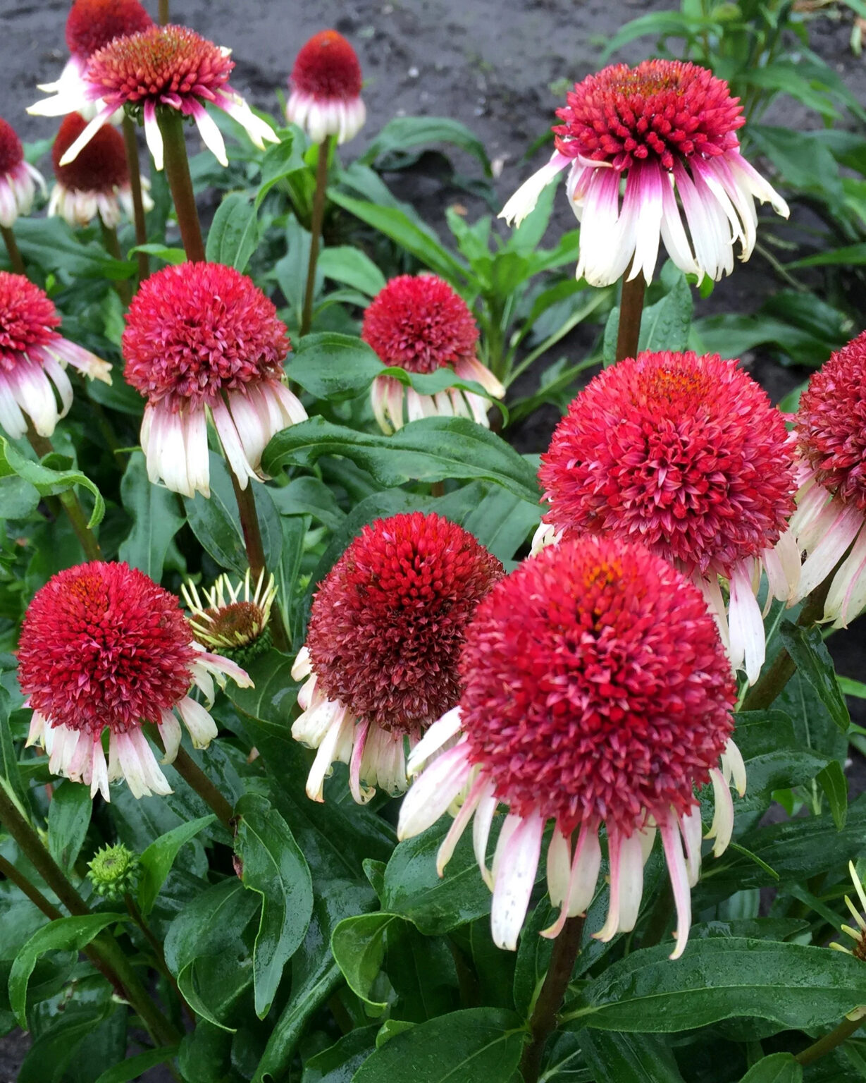 Echinacea "Strawberry and Cream"